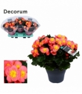 Begonia