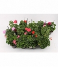Pelargonium