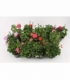 Pelargonium