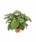 Homalomena