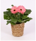 Gerbera