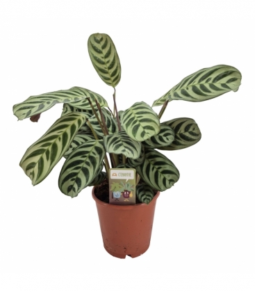 Ctenanthe