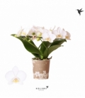 Phalaenopsis