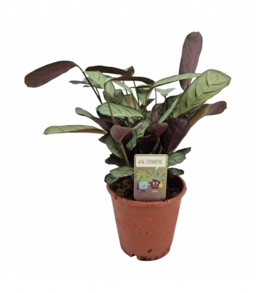 Ctenanthe