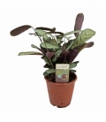Ctenanthe