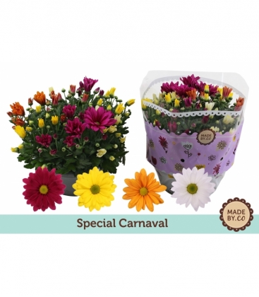 Chrysanthemum