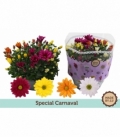 Chrysanthemum