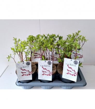 Salix