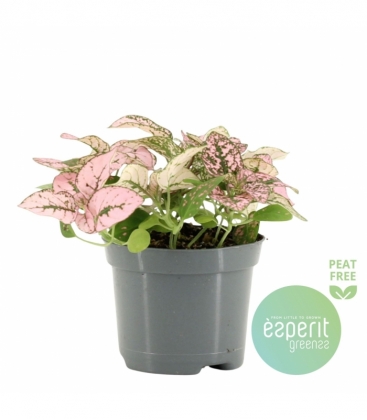 Hypoestes