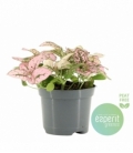 Hypoestes