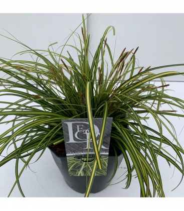 Carex
