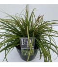 Carex