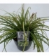 Carex