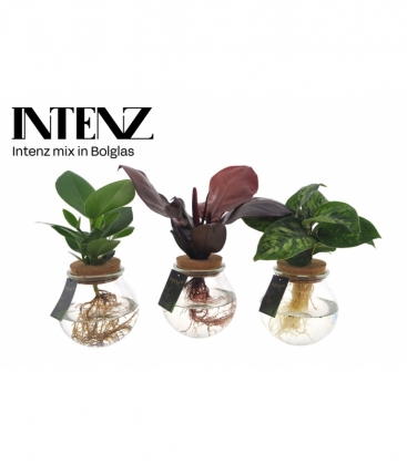 Indoor