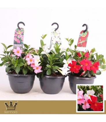 Mandevilla