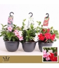 Mandevilla