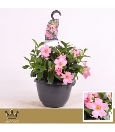 Mandevilla