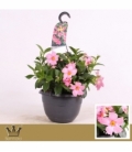 Mandevilla