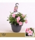Mandevilla
