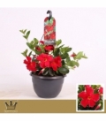 Mandevilla