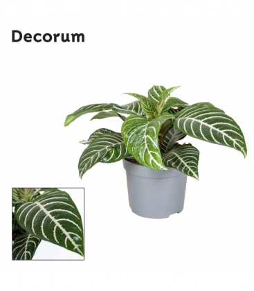 Aphelandra