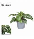 Aphelandra