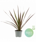 Dracaena