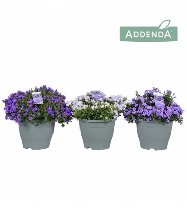 Campanula