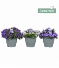 Campanula
