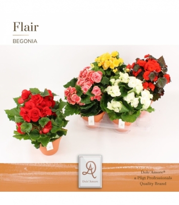 Begonia
