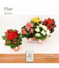 Begonia