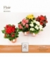 Begonia