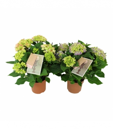 Hydrangea