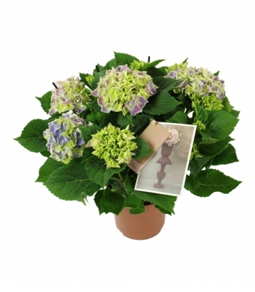 Hydrangea