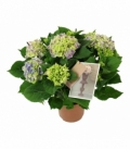 Hydrangea