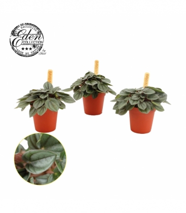 Peperomia