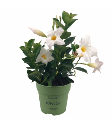 Mandevilla