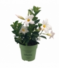 Mandevilla