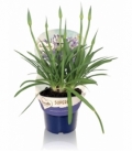 Agapanthus