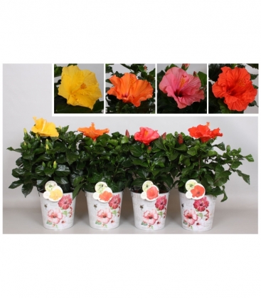 Hibiscus