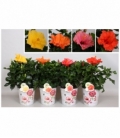 Hibiscus