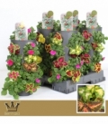 Beddingplants
