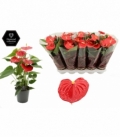 Anthurium