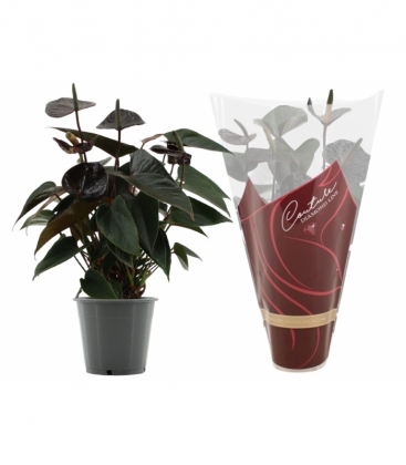 Cyclamen