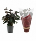 Cyclamen