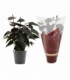 Cyclamen