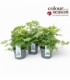 Delphinium