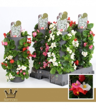 Begonia