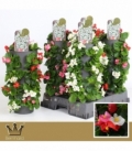 Begonia