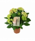 Hydrangea